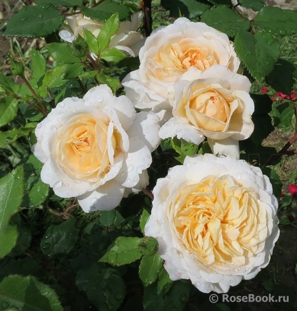 Crocus Rose® 