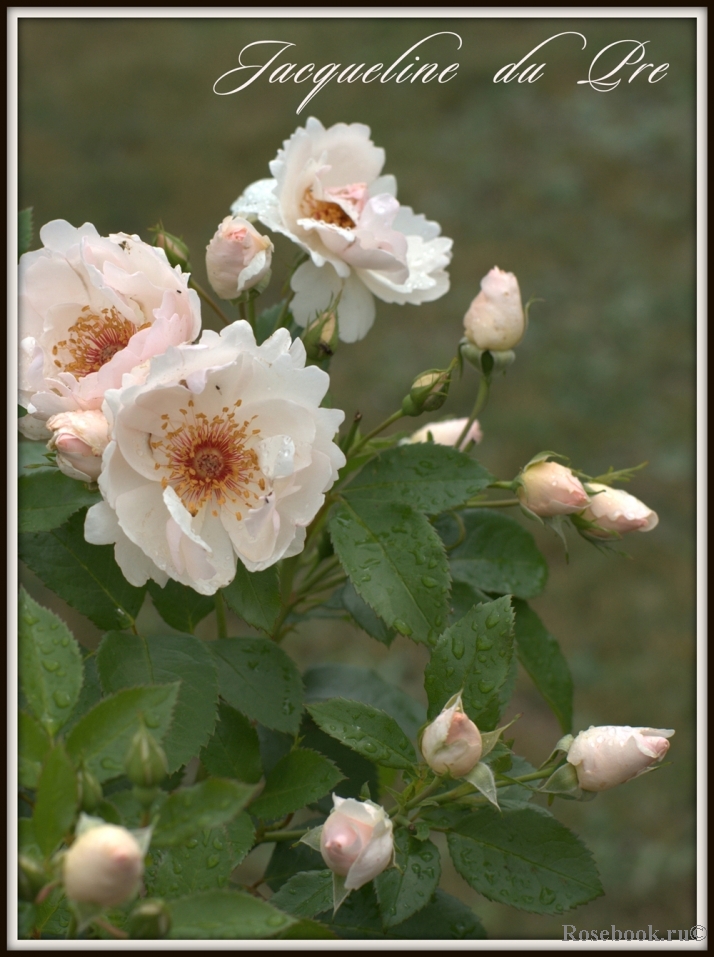 Jacqueline du Pre 