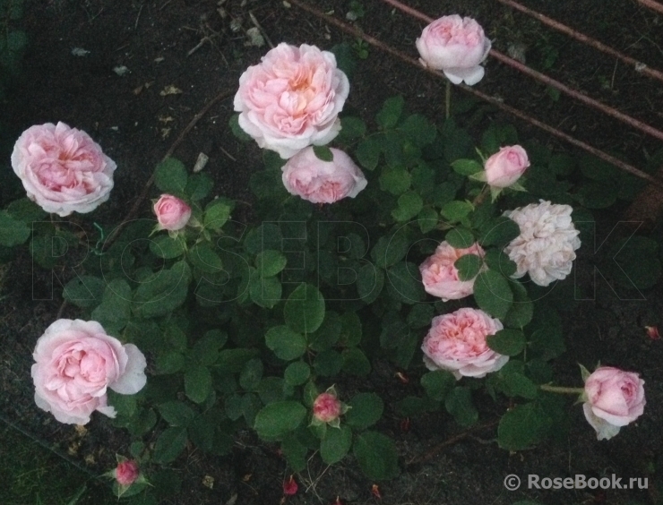 The Lady Gardener