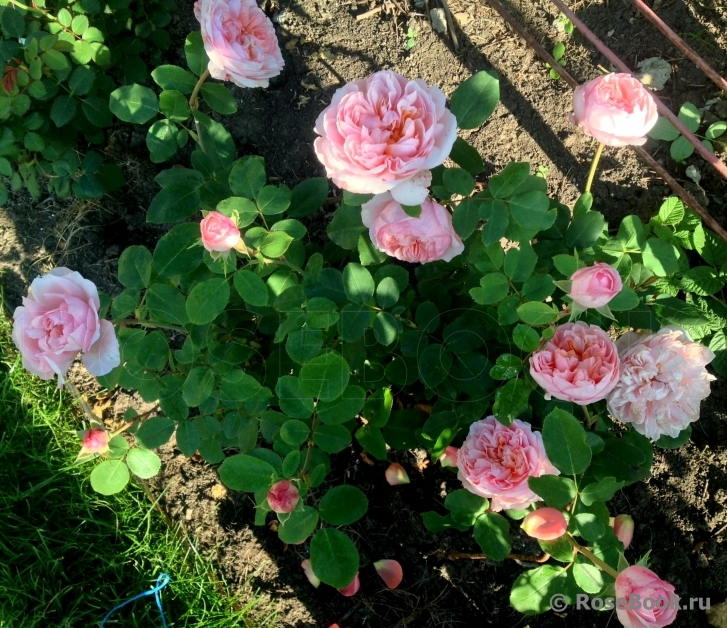 The Lady Gardener