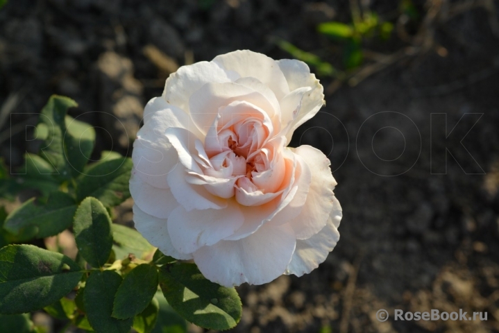 The Lady Gardener