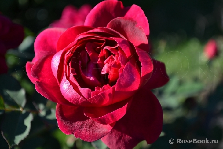 Darcey Bussell 