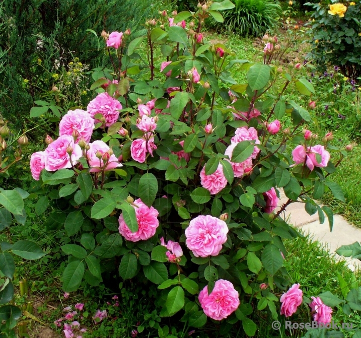 Gertrude Jekyll