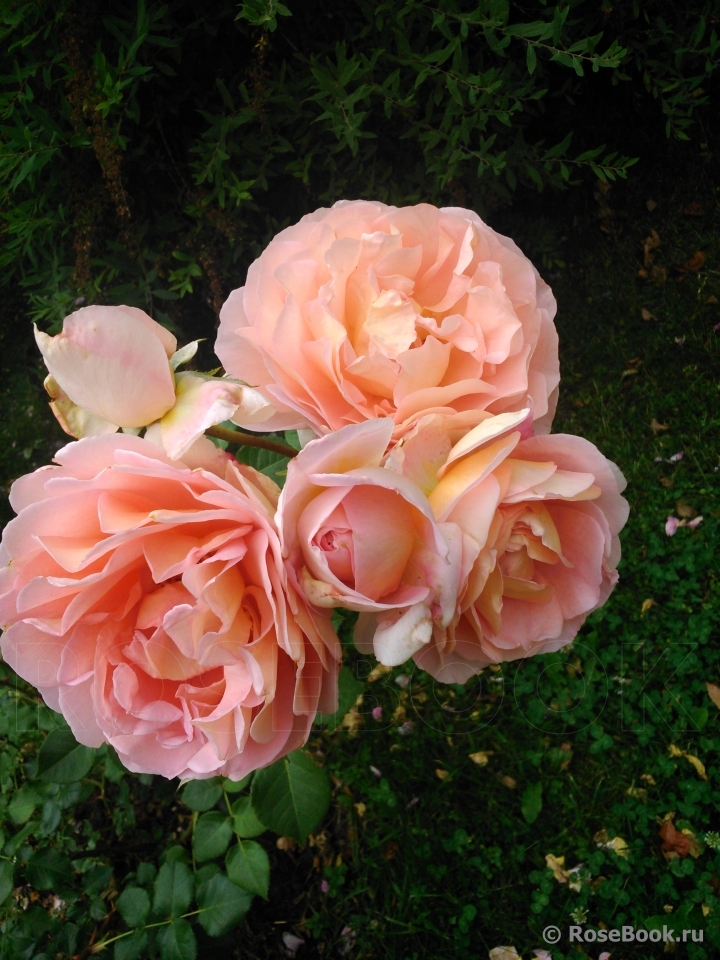 Abraham Darby