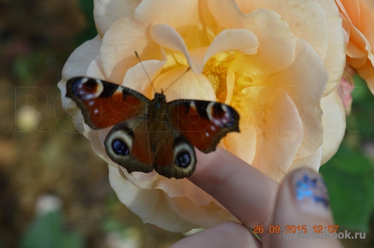 Apricot Nectar