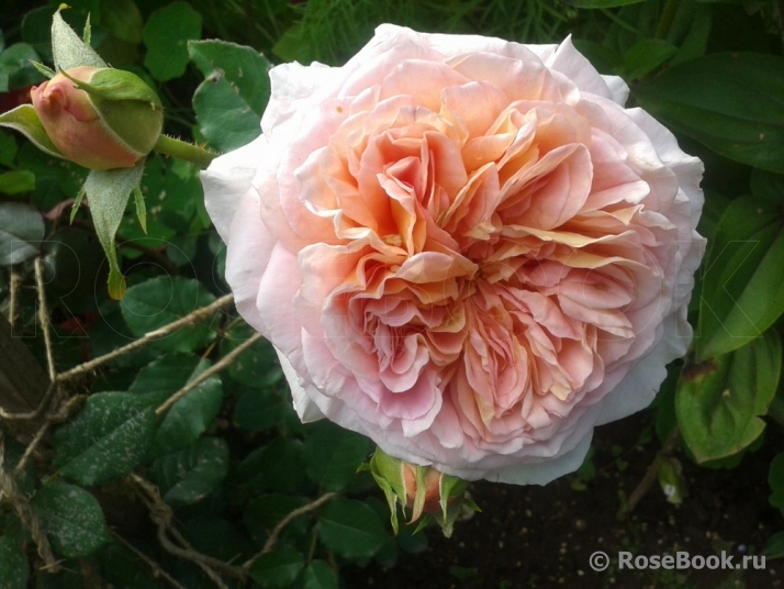 Abraham Darby