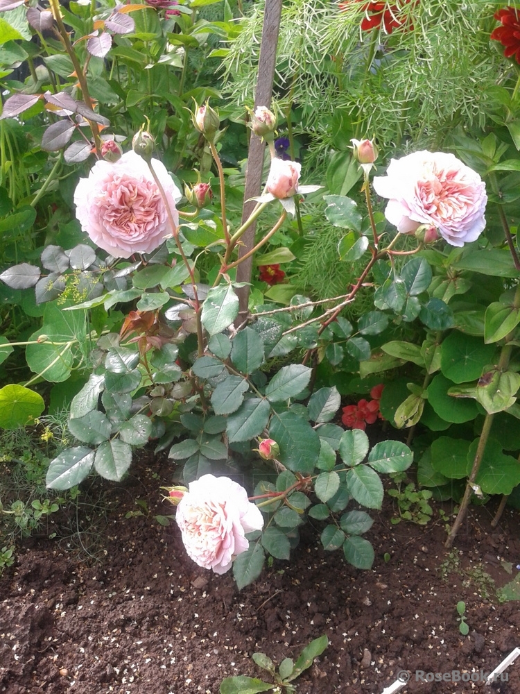 Abraham Darby