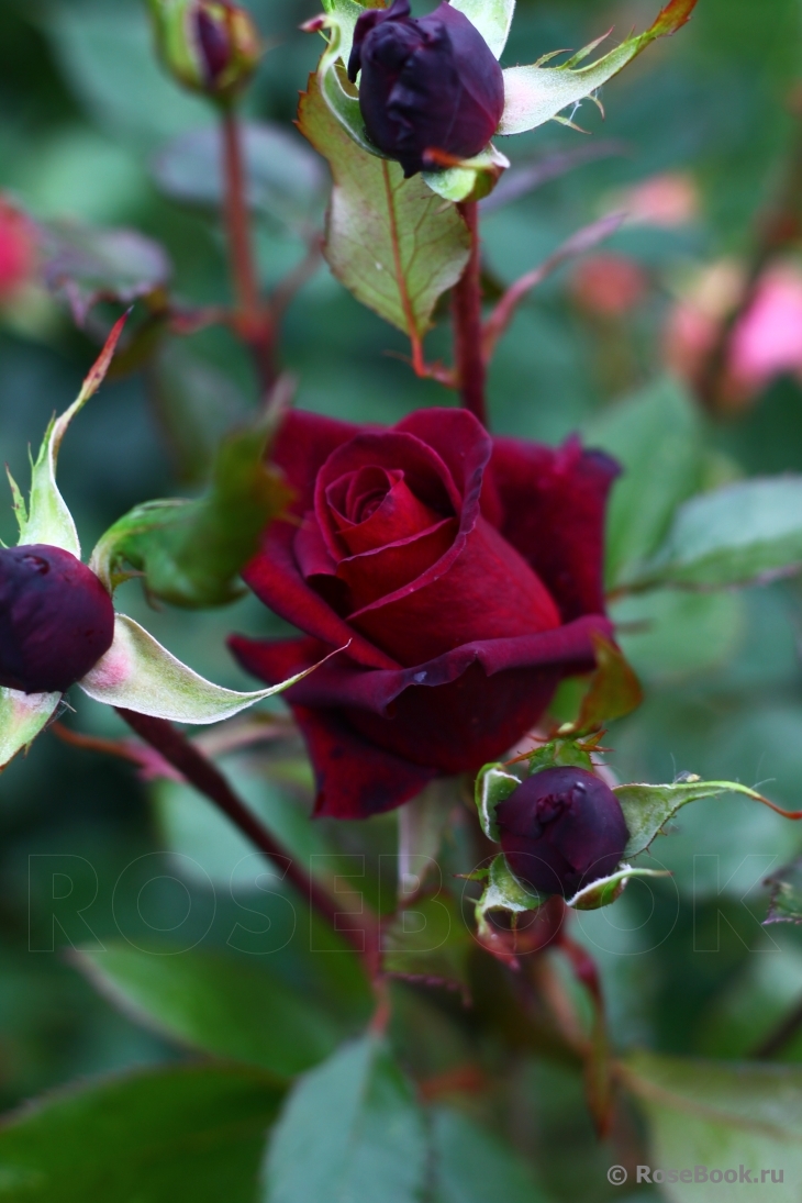 Black Baccara