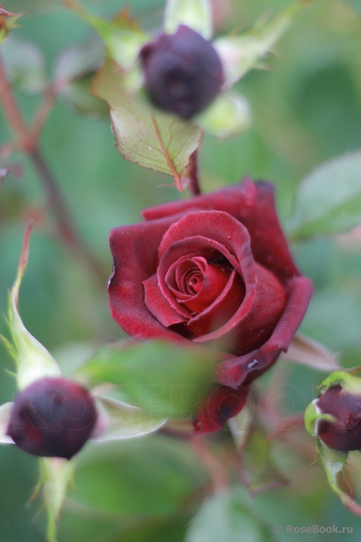 Black Baccara