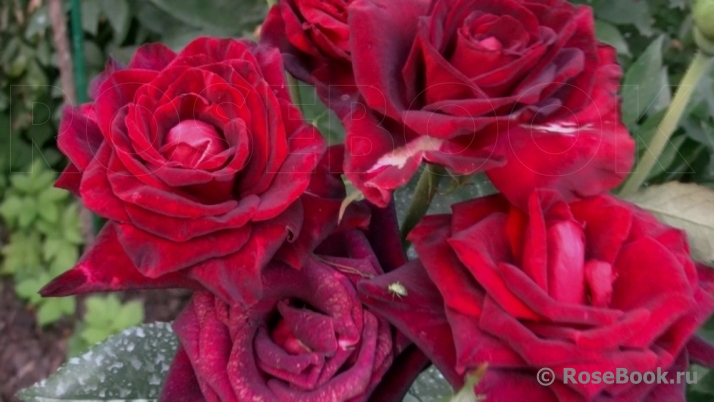 Black Baccara