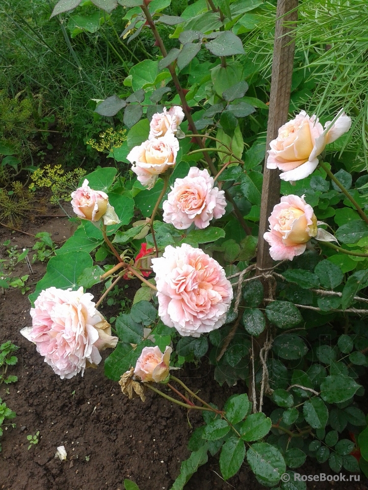 Abraham Darby