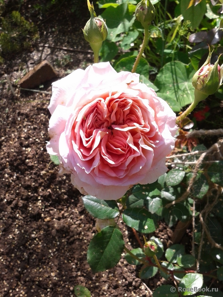 Abraham Darby