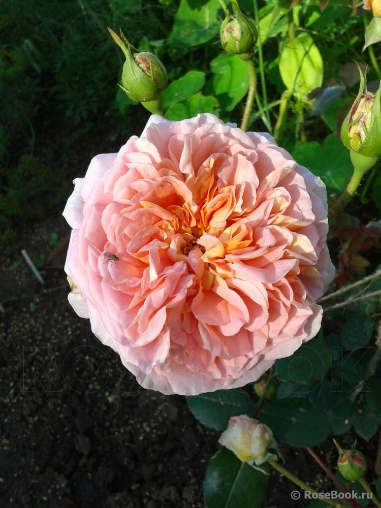 Abraham Darby