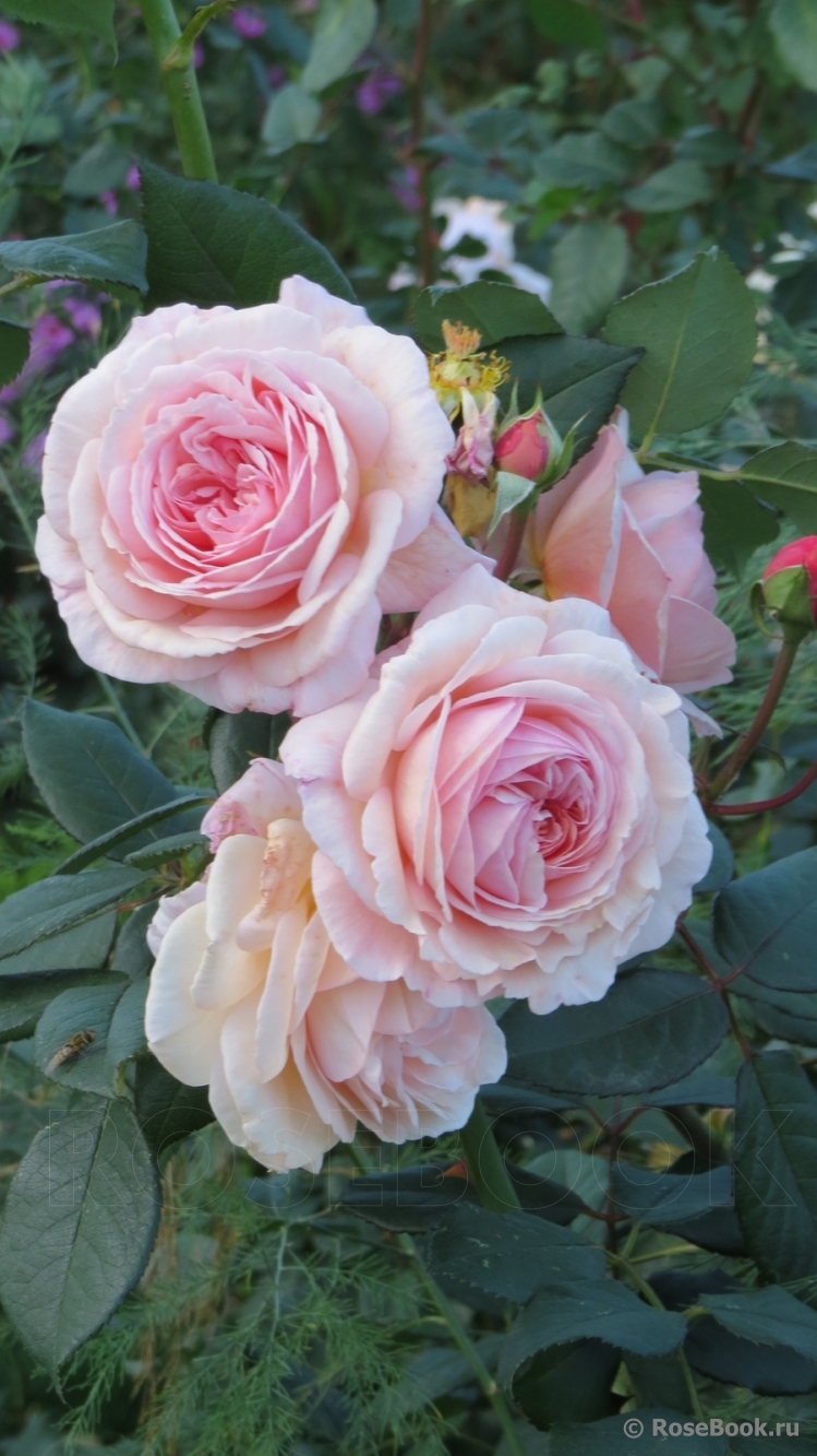 A Shropshire Lad