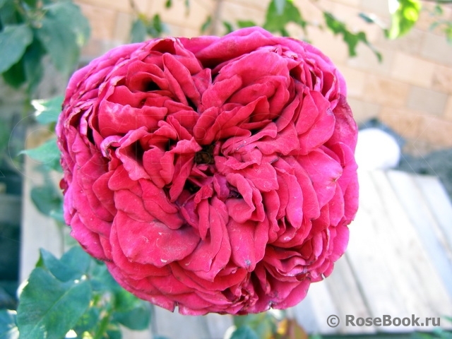 Rose des 4 Vents