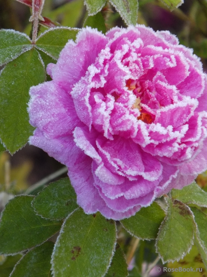 Comte de Chambord