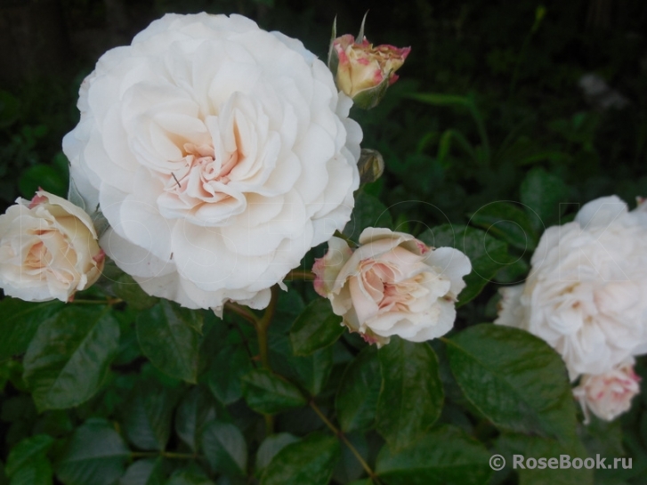 Great North Eastern Rose 