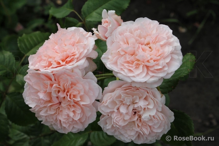 Rose de Tolbiac ®