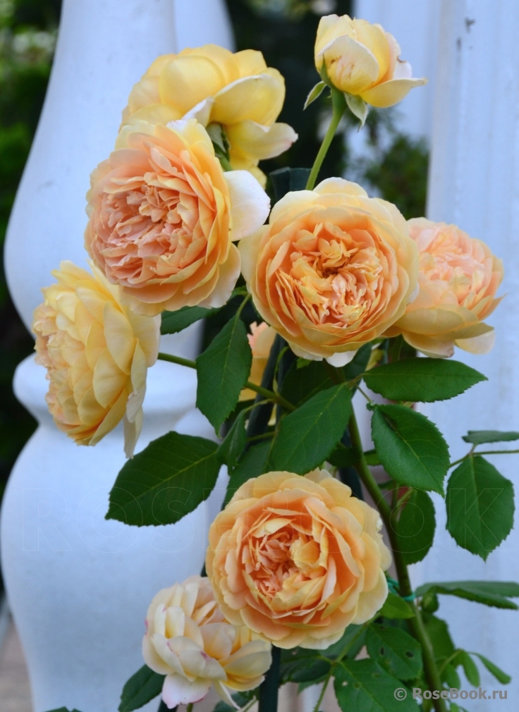 Crown Princess Margareta®