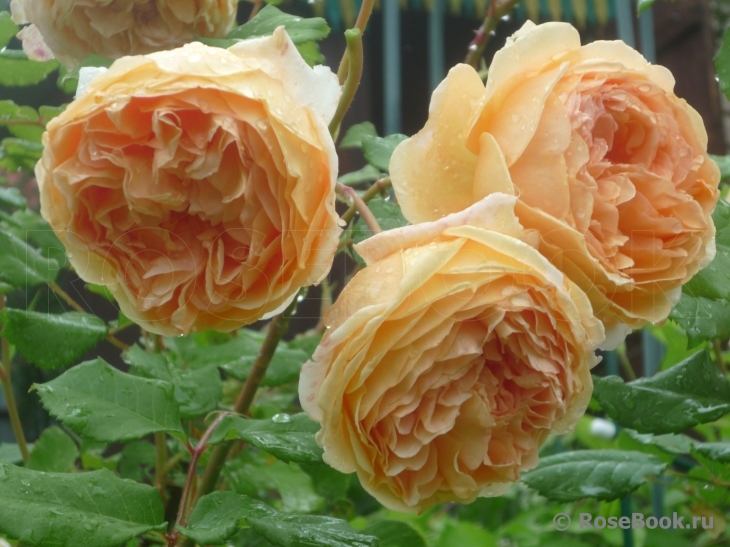 Crown Princess Margareta®