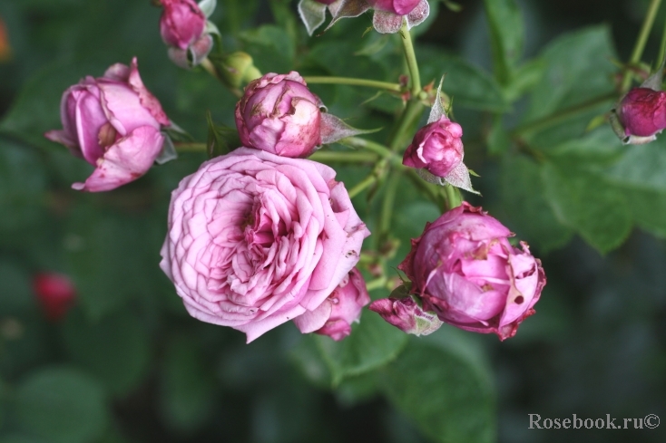 Durance Ancian Rosa