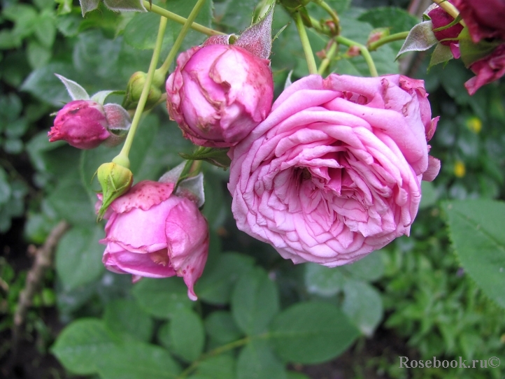 Durance Ancian Rosa