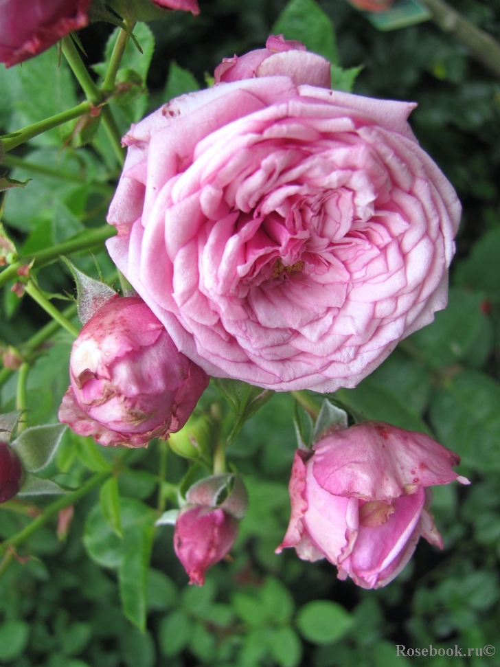 Durance Ancian Rosa