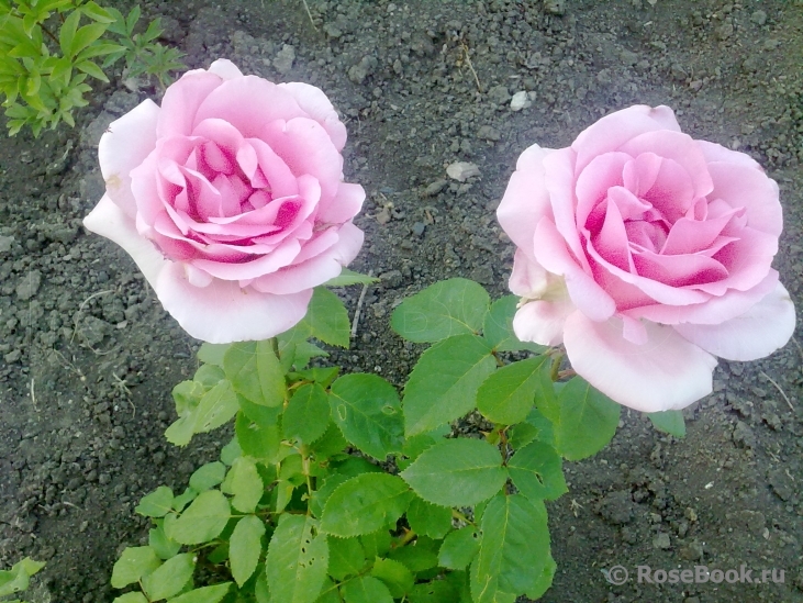 Jardins de Villandry