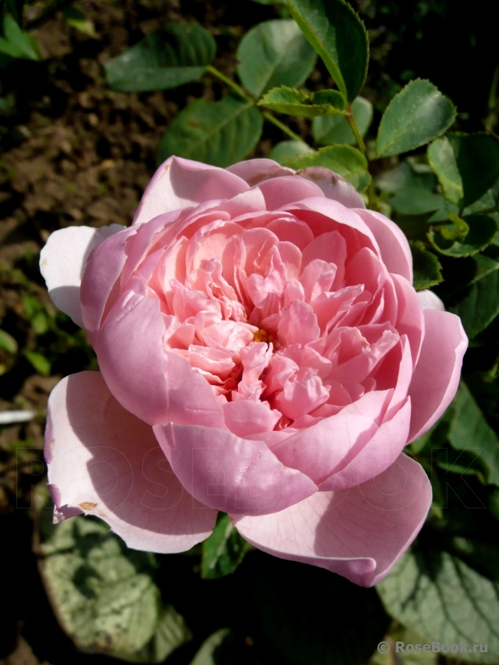 The Alnwick Rose