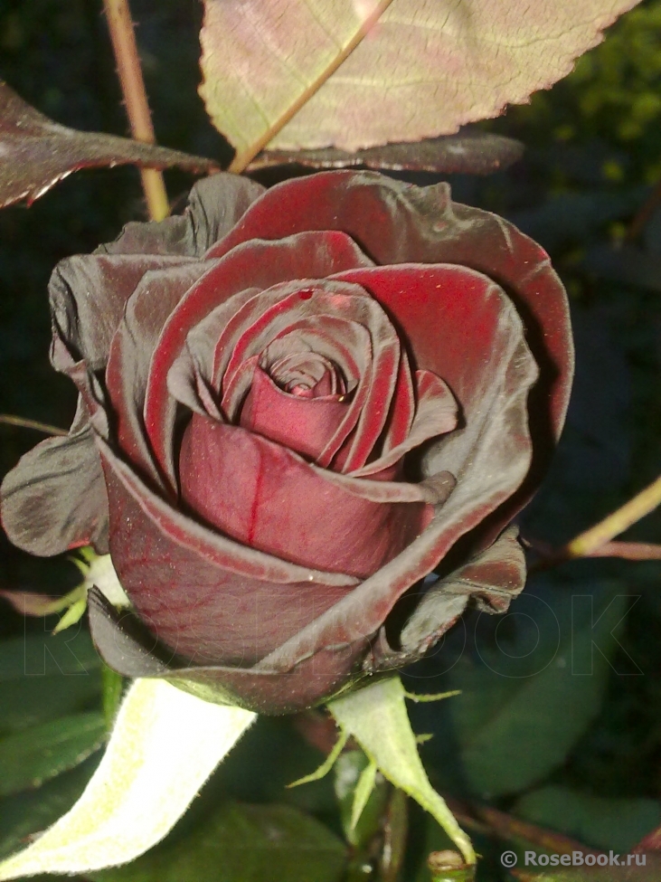 Black Baccara