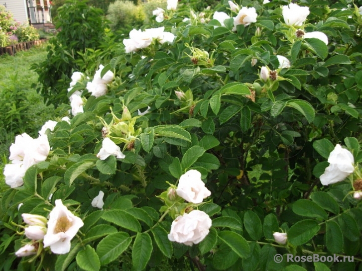 Rosa rugosa f. Alba Rehder