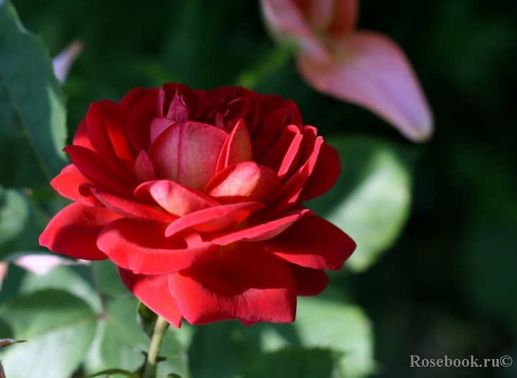 L'Ami des Jardins