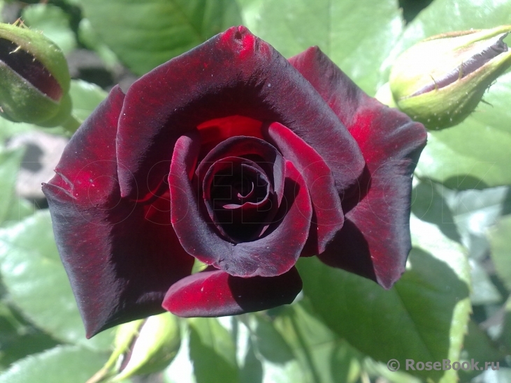 Black Baccara