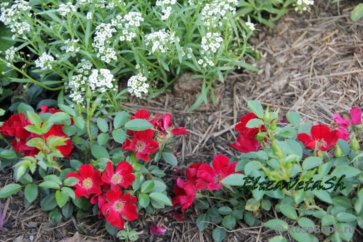 Bienenweide Rot