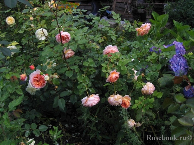 Abraham Darby