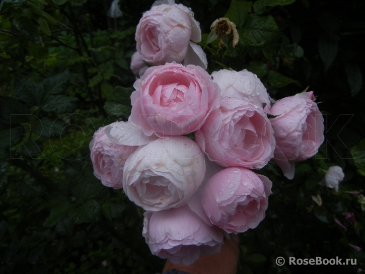 Hans Gonewein Rose 