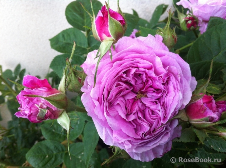 Rose de Montmeillant