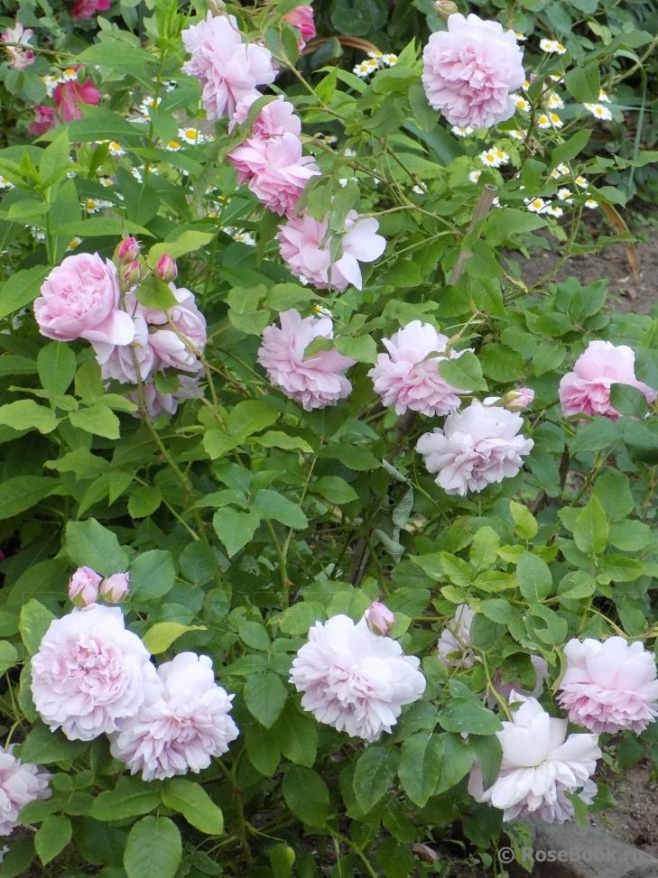 Cottage Rose 