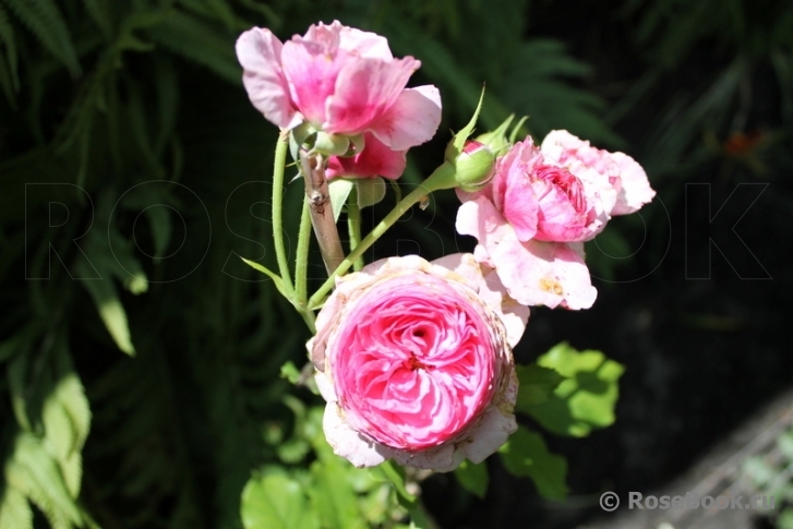 Vitalrose Madame Pompadour