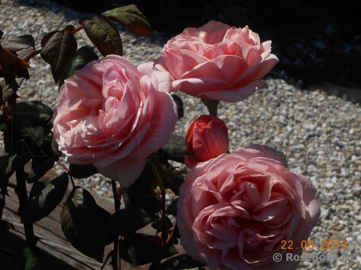 Stefanie´s Rose 