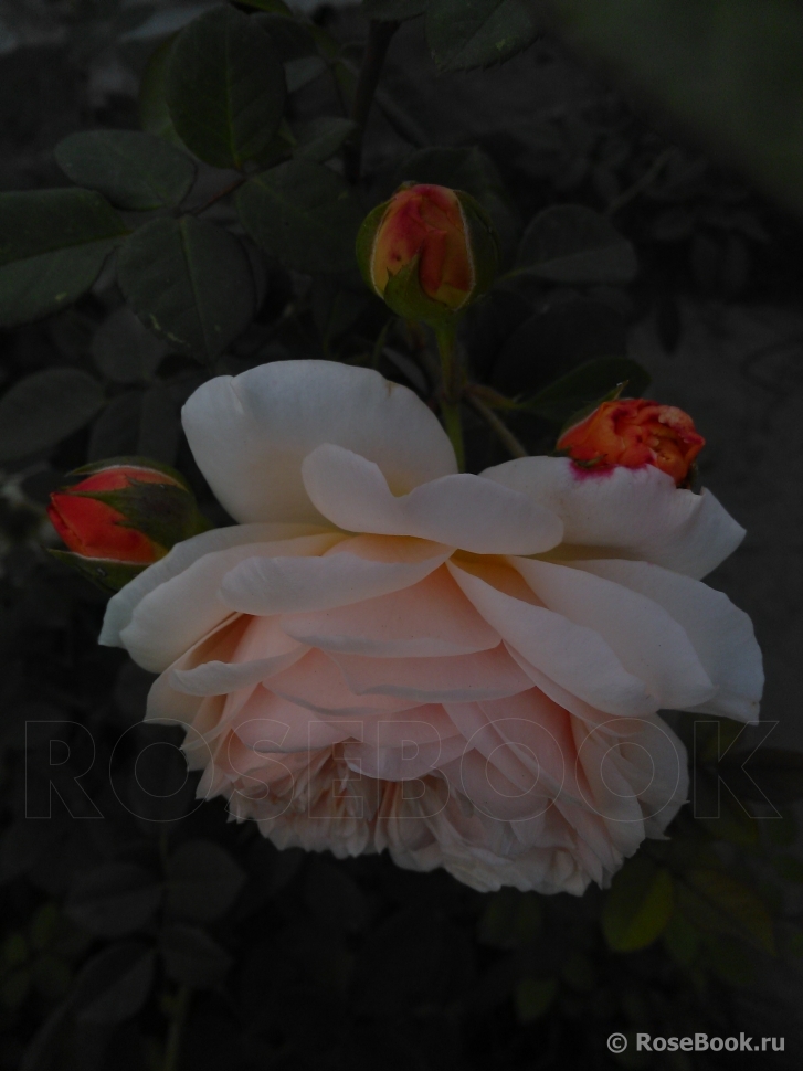 Crown Princess Margareta®