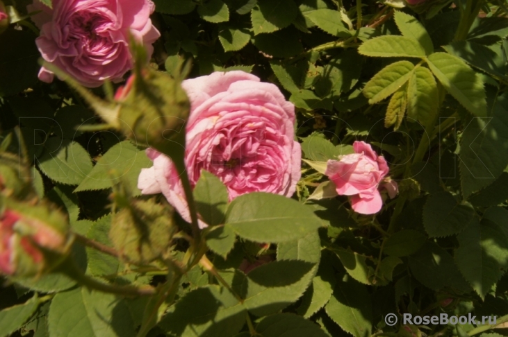 Rose de Montmeillant