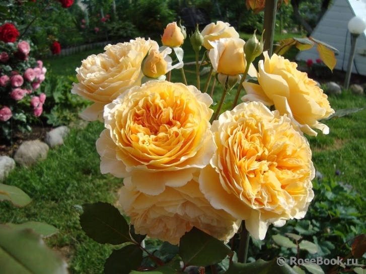 Crown Princess Margareta®