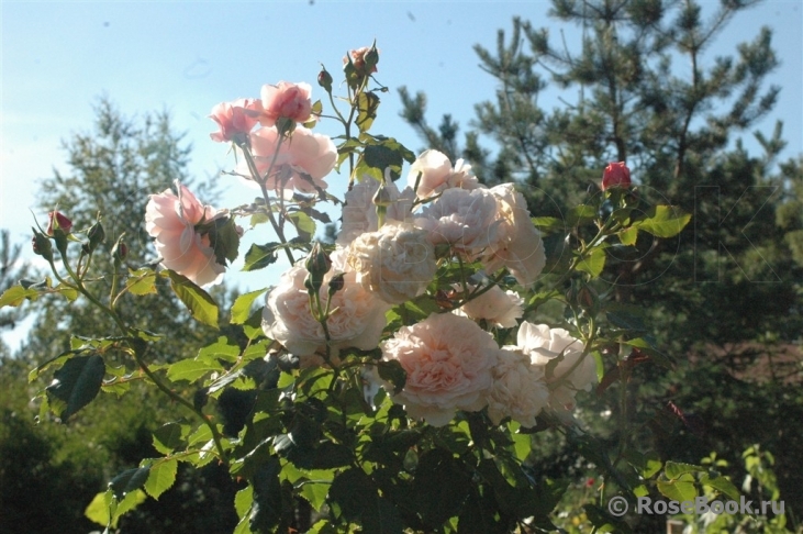 Rose de Tolbiac ®