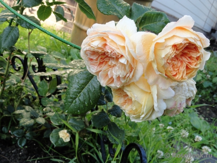 Crown Princess Margareta®