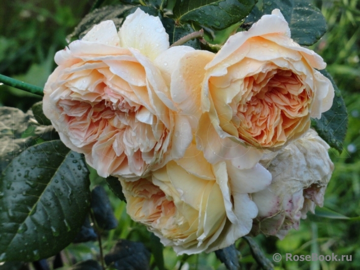 Crown Princess Margareta®