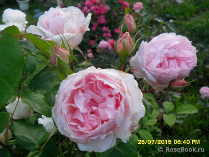 The Wedgwood Rose