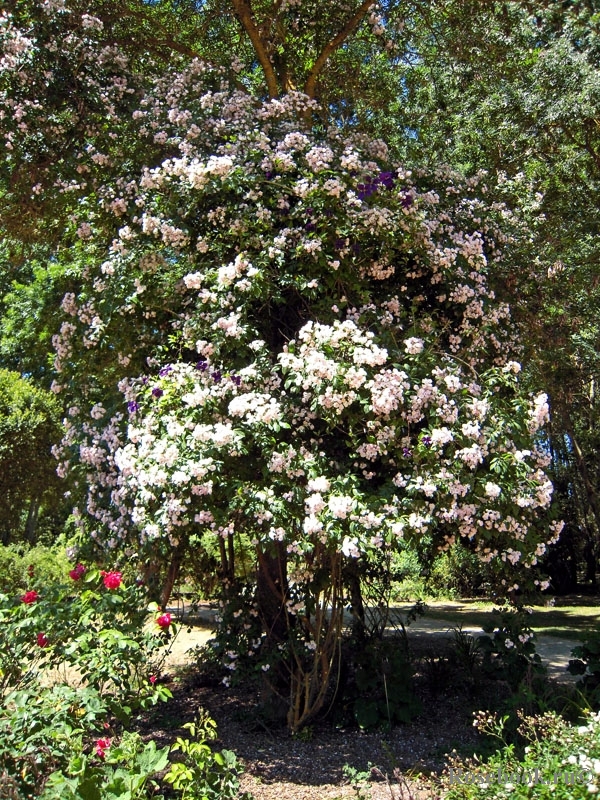 Dentelle de Malines