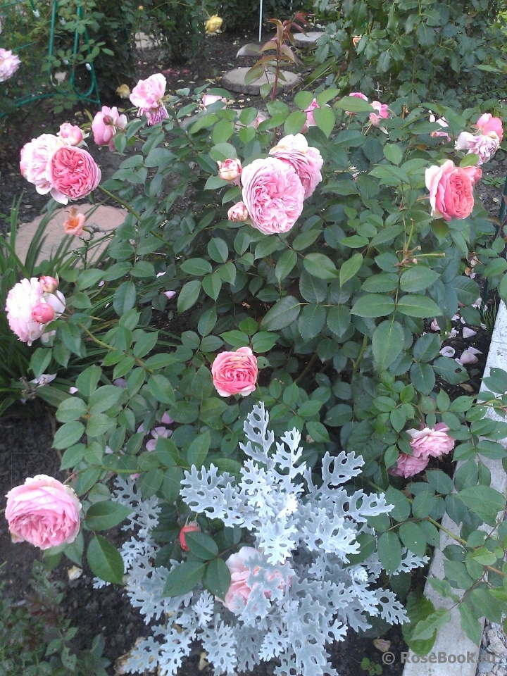 Abraham Darby