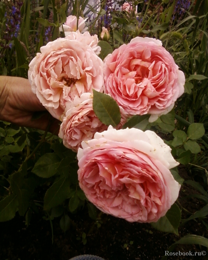 Abraham Darby